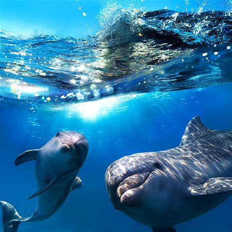 Wallpaper Dolphins Underwater World 2 Waves Water Animals