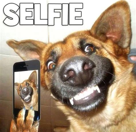 Dog Selfie Lol German Shepard Too Funny Dogs Are