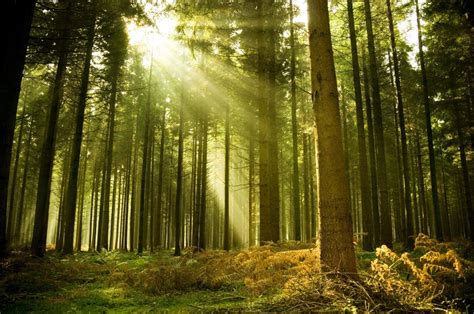 Increibles Fondos De Bosques Fondos De Pantalla