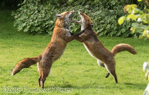 Red Fox Behaviour The Social Hierarchy Wildlife Online
