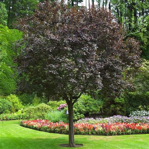 Smaller trees for smaller spaces/gardens
