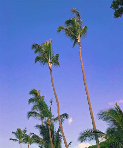 Underneath The Palmtrees 🌴 Hawaii Aesthetic Pastel Harshlight