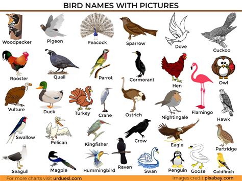 A To Z Bird Names List In English With Pictures Download In Pdf