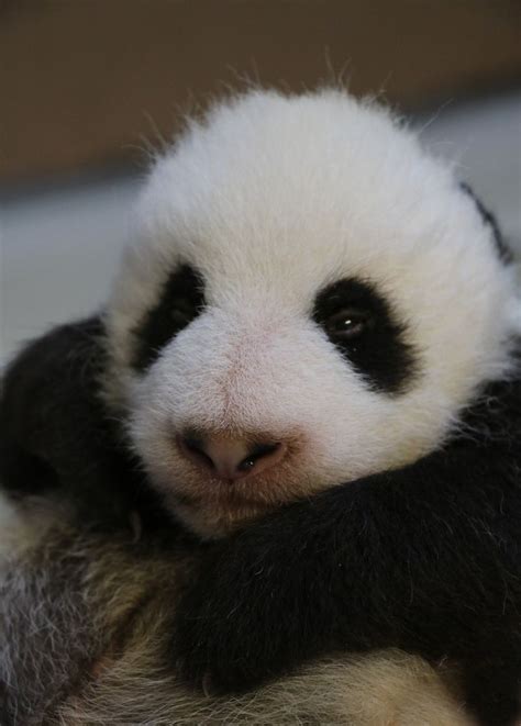 Toronto Zoos Panda Cubs Reach Another Milestone Zooborns