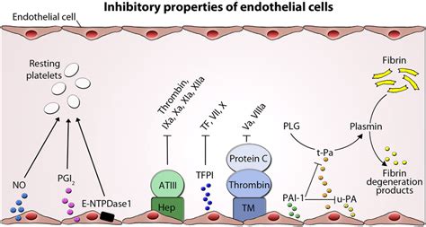 Inhibitory Properties Of Endothelial Cells Inhibition Of Platelet