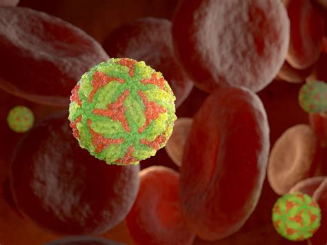 Connecticut Confirms First Powassan Virus Cases Of 2023 Across