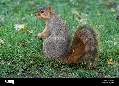 Eastern Fox Squirrel Sciurus Niger Searching For Food On Ground