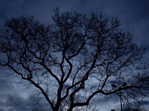 Free Images Tree Night Darkness Sky