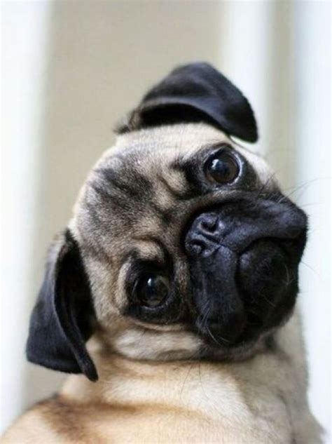 Pug Puppies Are Too Cute Welovedogs Welovepugs Animalbehaviorc