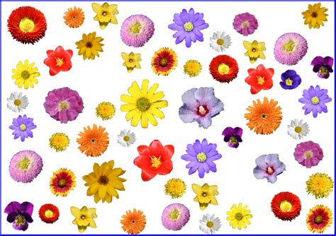 Brenende häuser bilder kostenlos zum ausdrucken. Frühlingsrätsel (Blumen) - Startkarte 1 - Medienwerkstatt-Wissen © 2006-2017 Medienwerkstatt