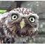 We Bird North Wales Ringed Little Owls