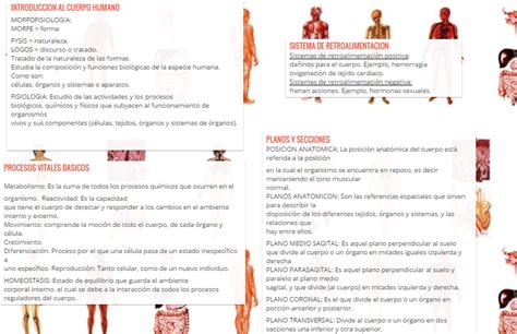 Infografia Y Padlet Introduccion Al Cuerpo Humano Jennifer Tirado The