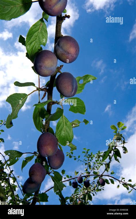 European Plum Prunus Domestica Rosaceae Hi Res Stock Photography And