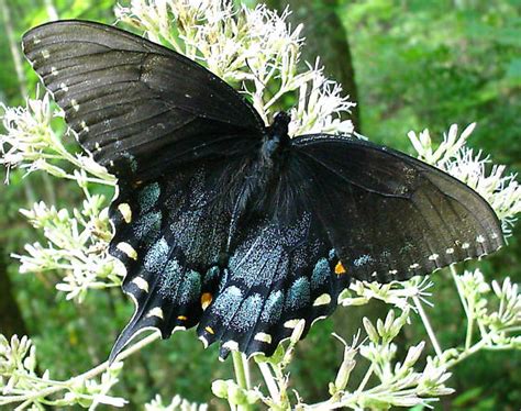 Eastern Black Tiger Swallowtail Butterfly Papilio Glaucus Bugguide Net