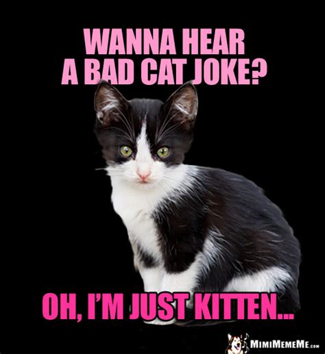 Kitten Jokes Little Kitty Riddles Funny Baby Cat Memes