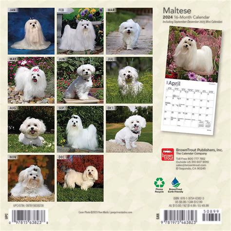 2024 Maltese Mini Wall Calendar — Calendar Club