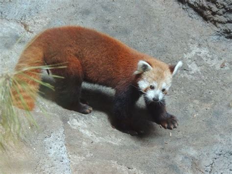 Fun Facts About Red Pandas Smithsonian Voices Smithsonian Science