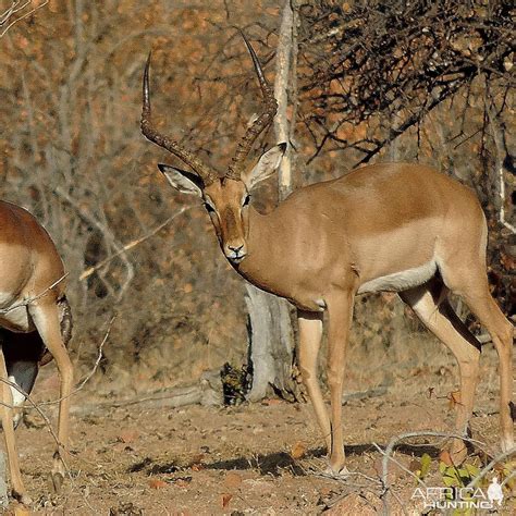 Impala Limpopo South Africa