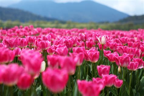 Pink Tulip Flower Field During Daytime Canada Hd Wallpaper Wallpaper