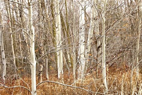 Canadian Birch Forest Stock Image Image Of Birches 106916875