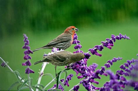 House Finches On Sage Thriftyfun