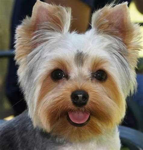 Download Short Haircuts For Yorkies Pictures