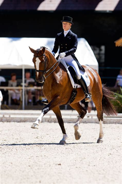 Dressage competitions may begin in local communities with introductory level classes where riders need only walk and trot. How to develop the extended trot in the dressage horse ...