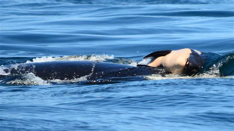 Tahlequah The Orca Southern Resident Killer Whale Gives Birth