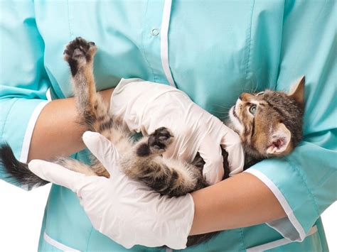 Is Your Pet Sick How To Know If You Need To Take Your Cat To The Vet