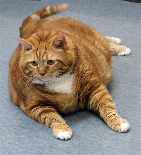 Former 41 Pound Fat Cat Slims To 19 Pounds