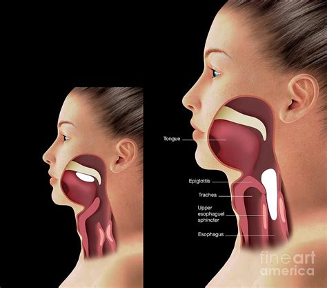 Throat Anatomy Photograph By Mikkel Juul Jensen Science Photo Library Fine Art America