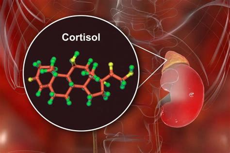 Qué es el cortisol y cómo regularlo EcoPortal net
