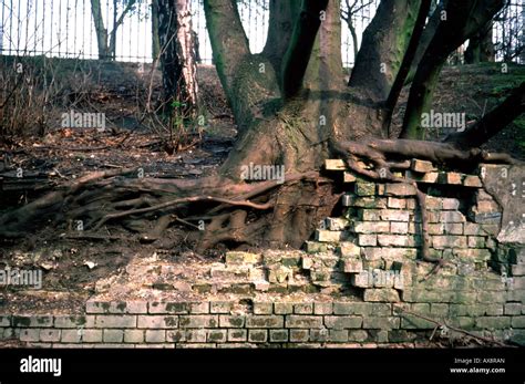 Tree Roots Growing Through Brick Wall Stock Photo Alamy