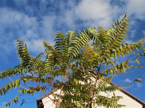 Tree of Heaven? This Invasive Species Has Insanely Successful ...