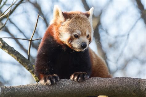 Rote Pandas In Deutschland Red Pandazine