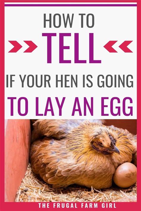 6 Things You Should Know Before A Hen Lays Eggs Chickens Backyard