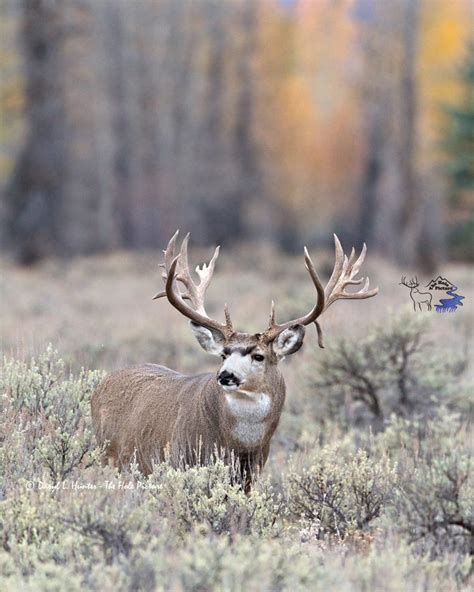 Trophy Non Typical Mule Deer Buck By Daryl L Hunter Photo 19808587