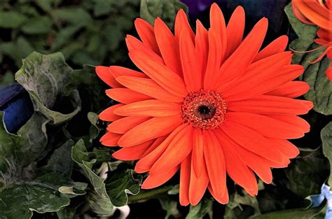 Big Orange Flower Pentax User Photo Gallery