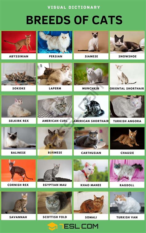 Types Of Cats Breeds Cat Breeds Chart Cat Breeds List All Cat Breeds