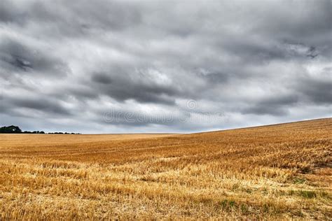 Wide Open Harvested Wheat Field Underneath A Grey Overcast Sky Stock