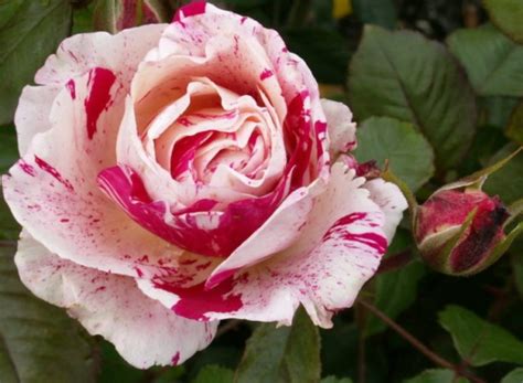 Hedging Rose Floribunda Scentimental 175mm Pot Dawsons Garden World