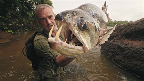 Watch Last Of The Giants Wild Fish Streaming Online Yidio