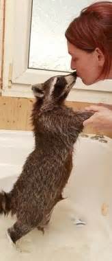 While they typically rely on milk, they raccoons are known to spread a variety of harmful diseases that could be transmitted to pets as sometimes, during nursing, a baby raccoon can fall out of its nest and get separated from the rest of. 1000+ images about Raccoon