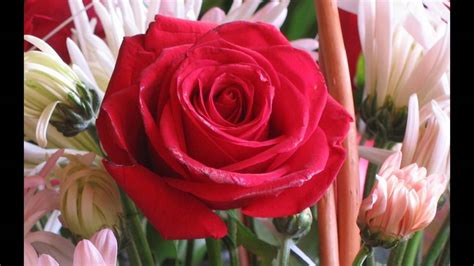 Flowers are one of the most popular subjects among photographers. Roses flower love - YouTube