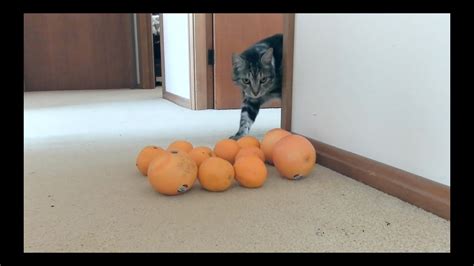 Cats React To Oranges Youtube