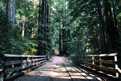 Free Images Tree Path Wood Trail Bridge Sunlight Walkway