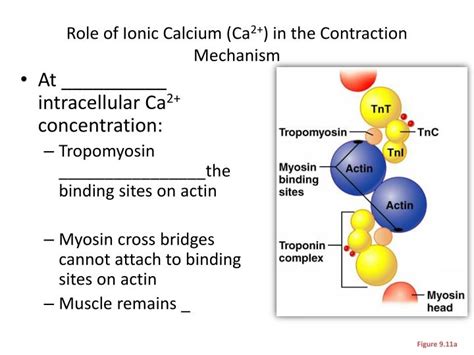 Ppt Role Of Ionic Calcium Ca 2 In The Contraction Mechanism