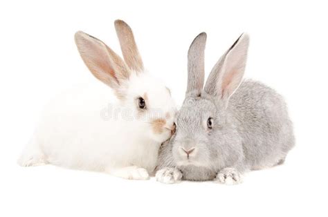 Two Rabbits White And Gray Rabbits Together Isolated On White