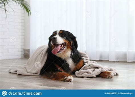 Funny Bernese Mountain Dog With Blanket On Floor Stock