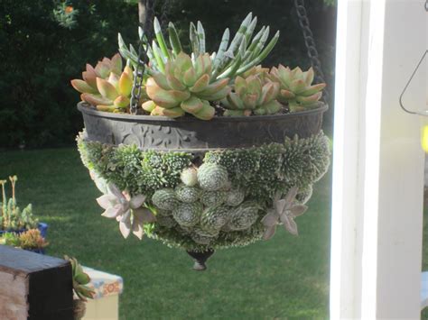 Place in a sunny location while indoors and if outdoors during. Another Green World: Hanging Baskets with Succulents